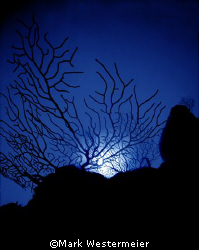 Reality - Image taken in Cayman Islands with a Nikonos , ... by Mark Westermeier 